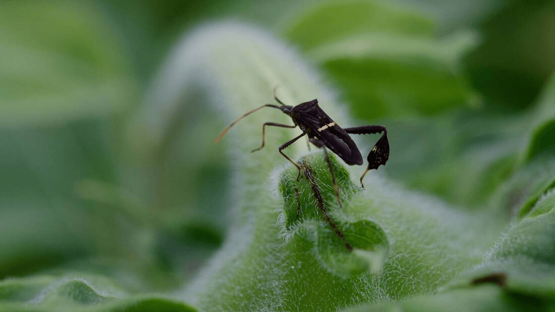 Eastern Leaf-Footed Bug