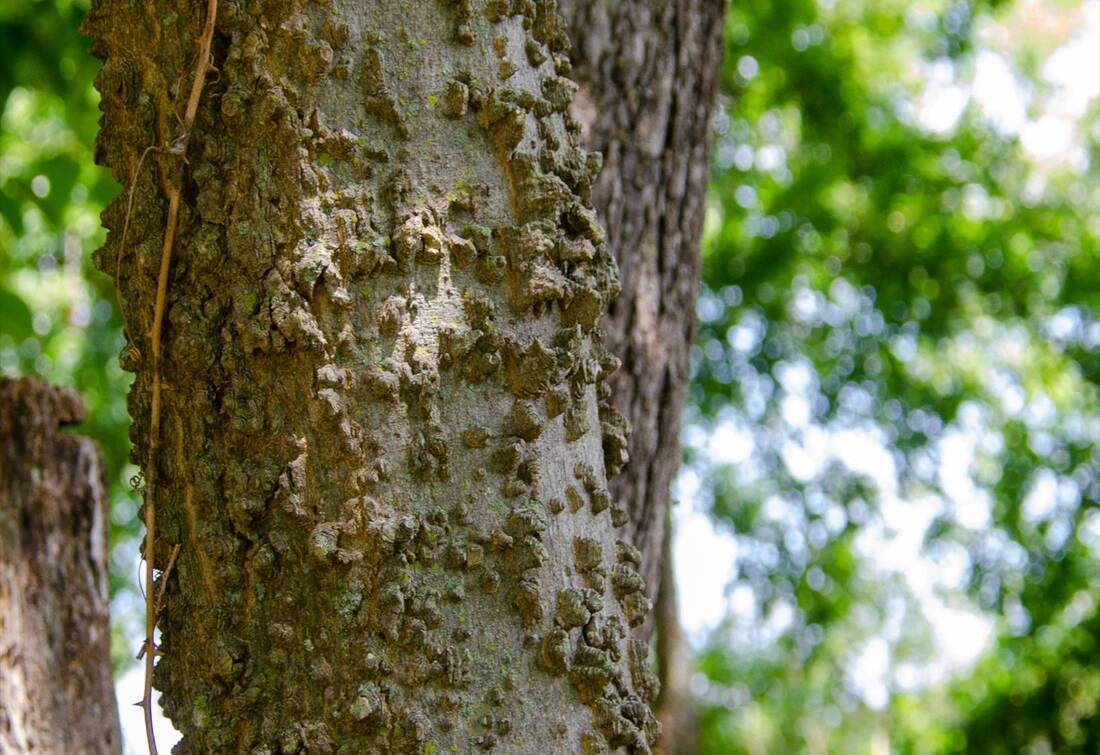 Bark of Hackberry