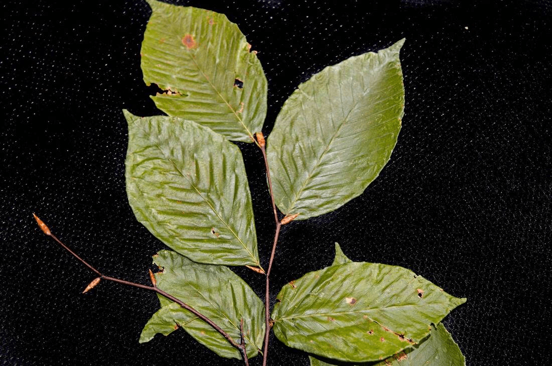 American Beech Leaves