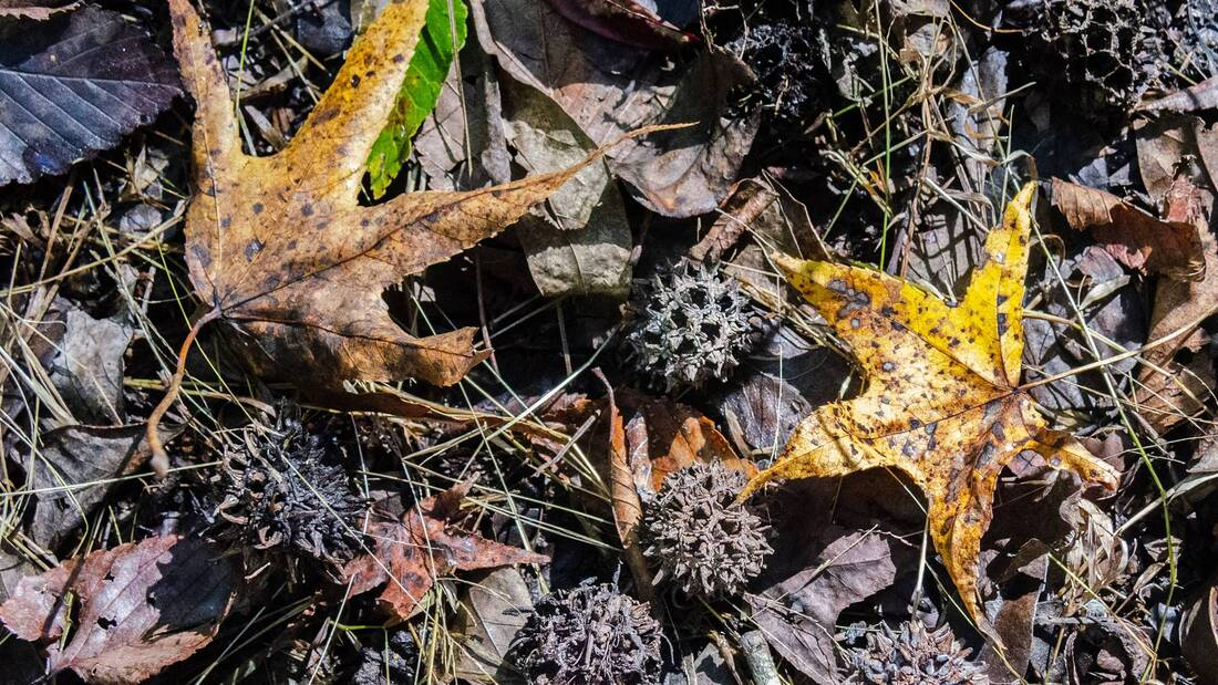Sweet Gum Leaves and Gumballs