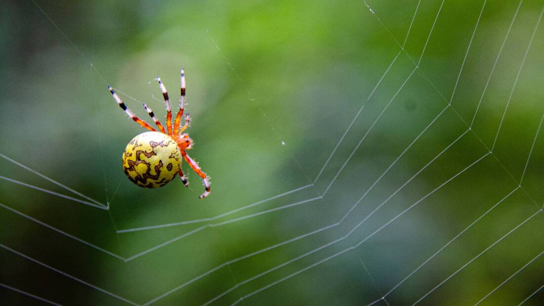 Marbled Orb Weaver