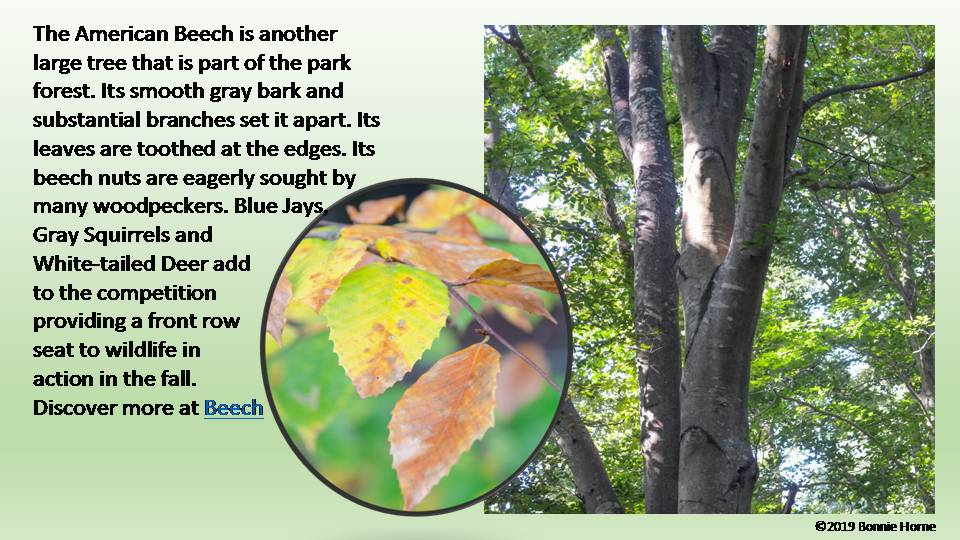 American Beech