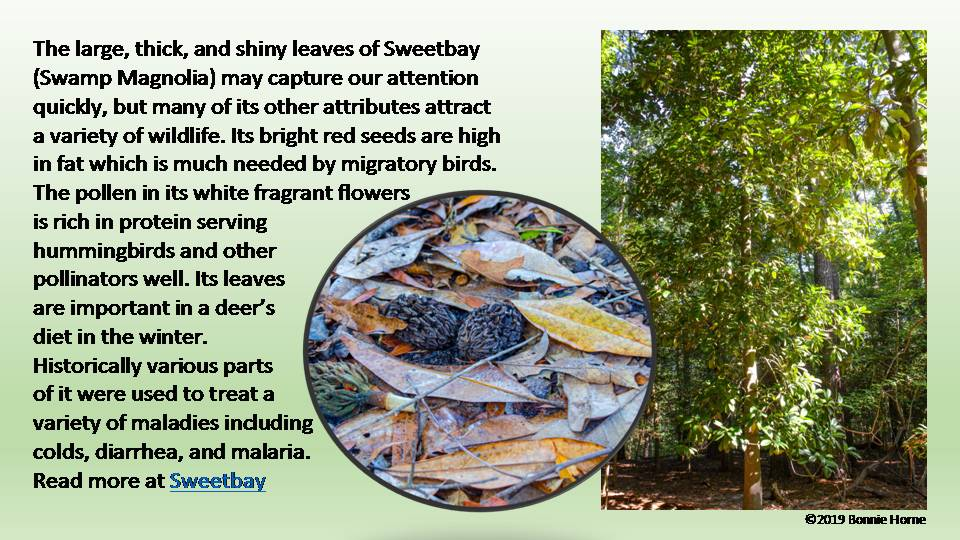 Sweetbay (Swamp Magnolia)