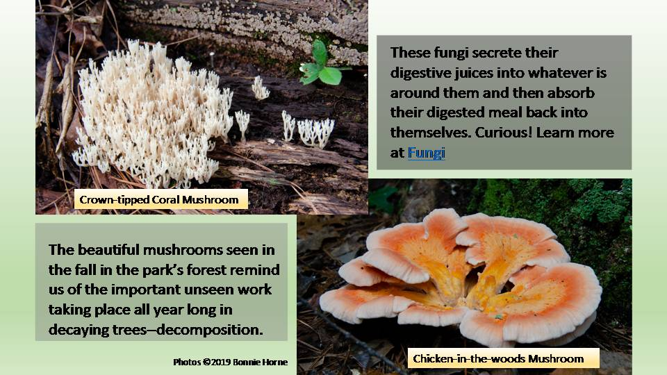 Fungi