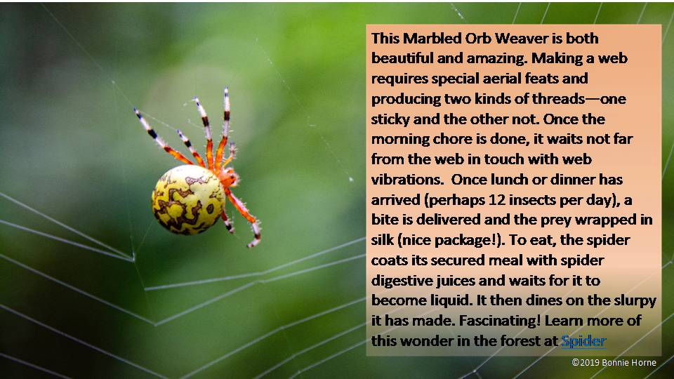 Marbled Orb Weaver