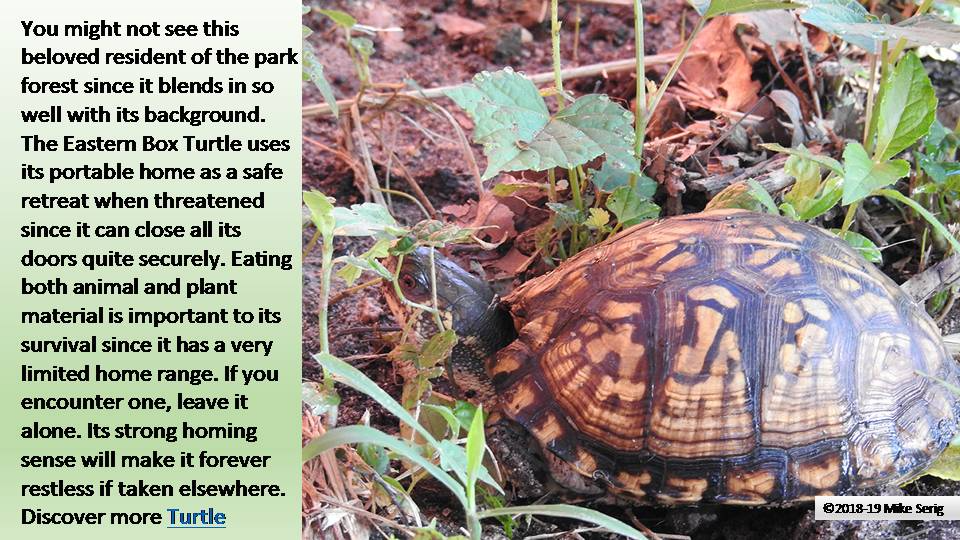 Eastern Box Turtle