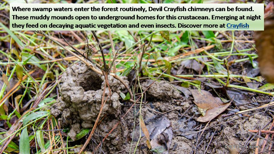 Devil Crayfish Chimney