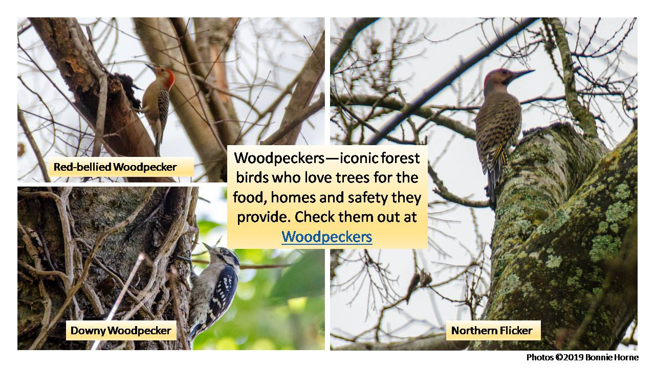 Woodpeckers