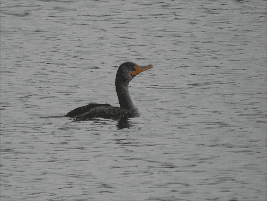Double-crested Cormorants