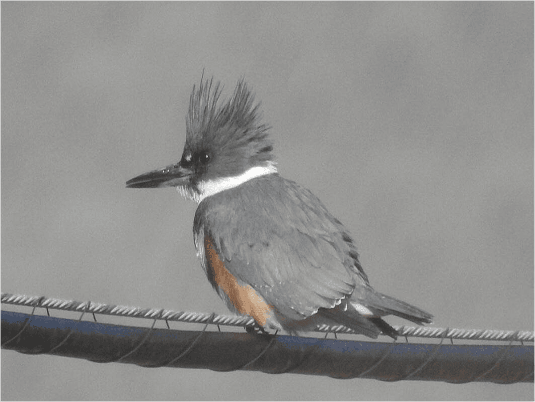 Belted Kingfisher