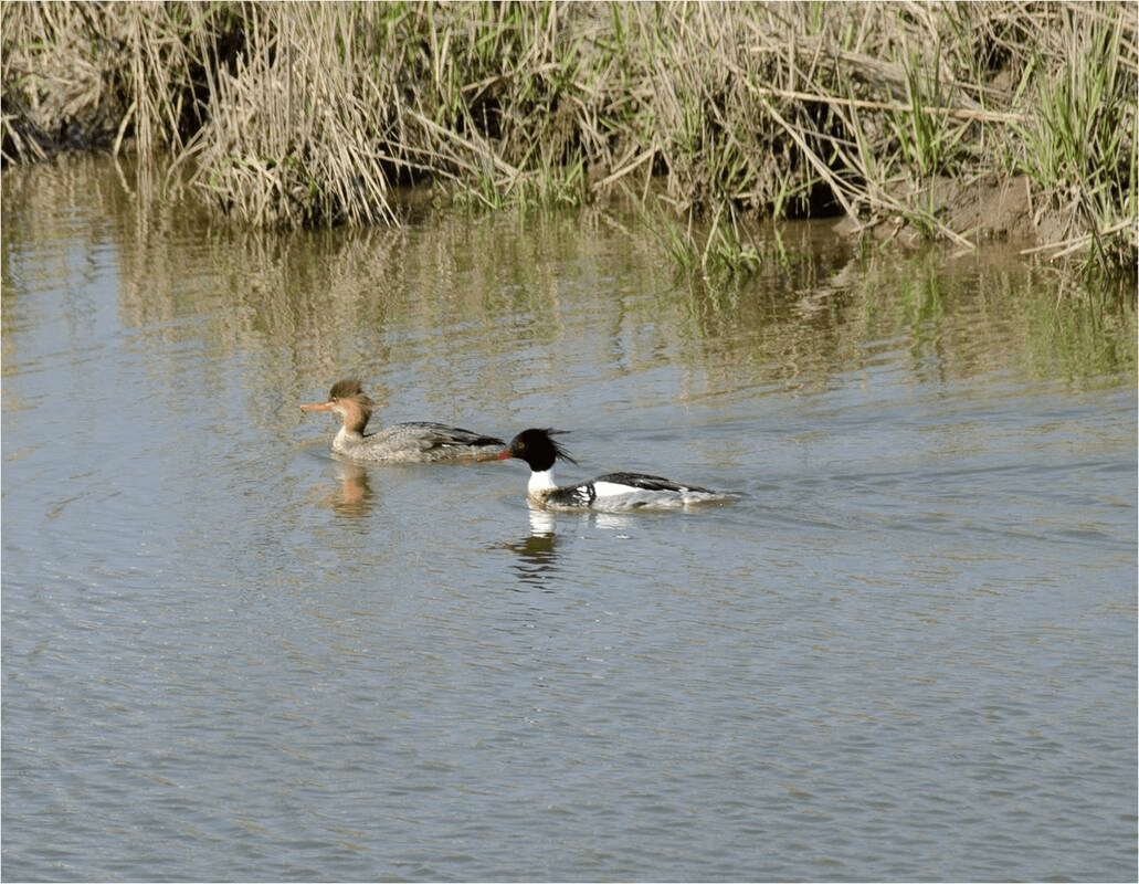 Red-breasted Mergansers