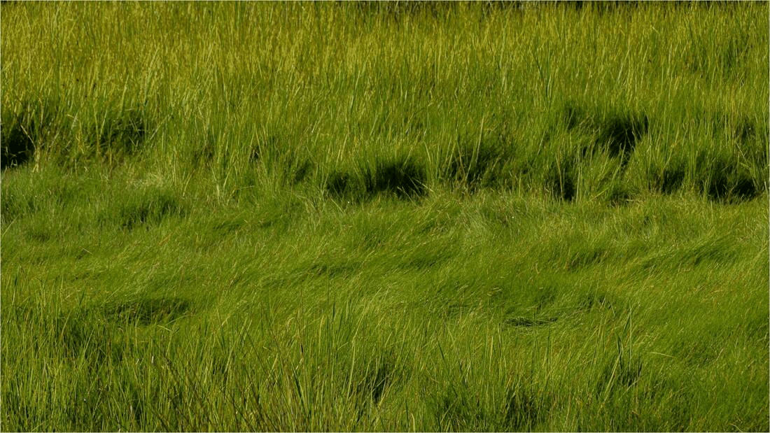 Saltmeadow Cordgrass