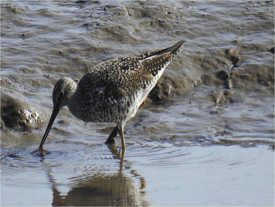 Greater Yellowlegs in Water