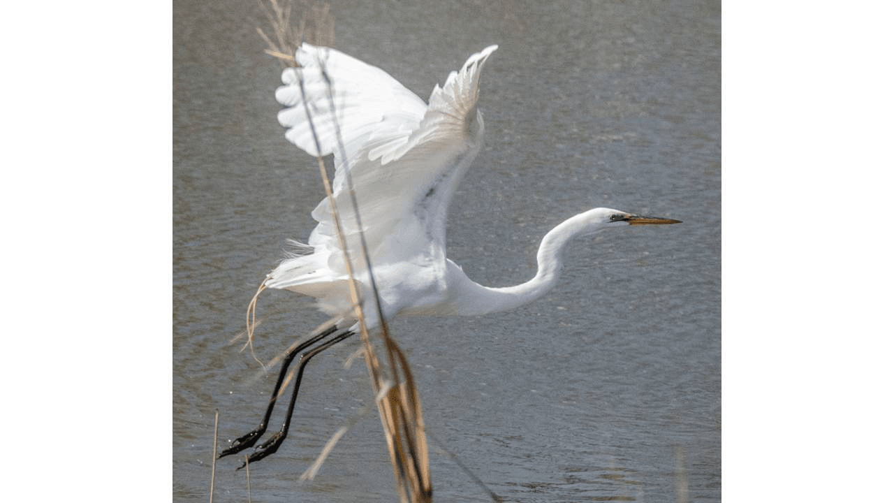Flying Great Egret