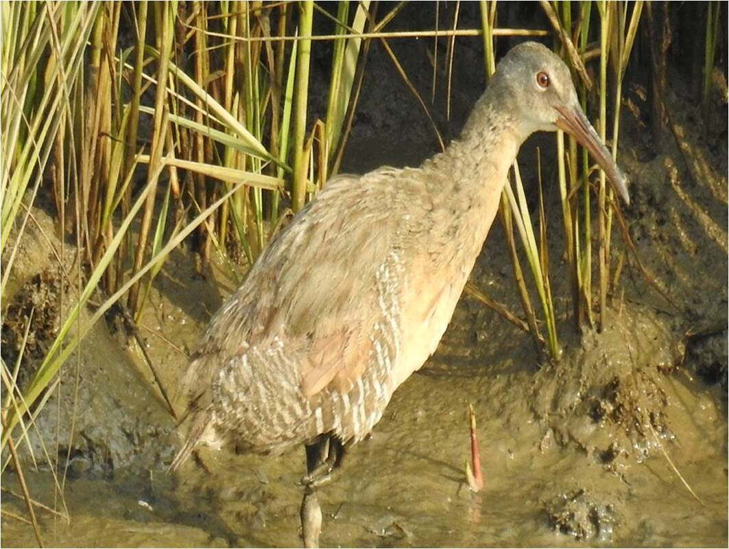 Clapper Rail