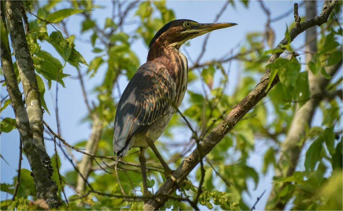 Juvenile Green Heron