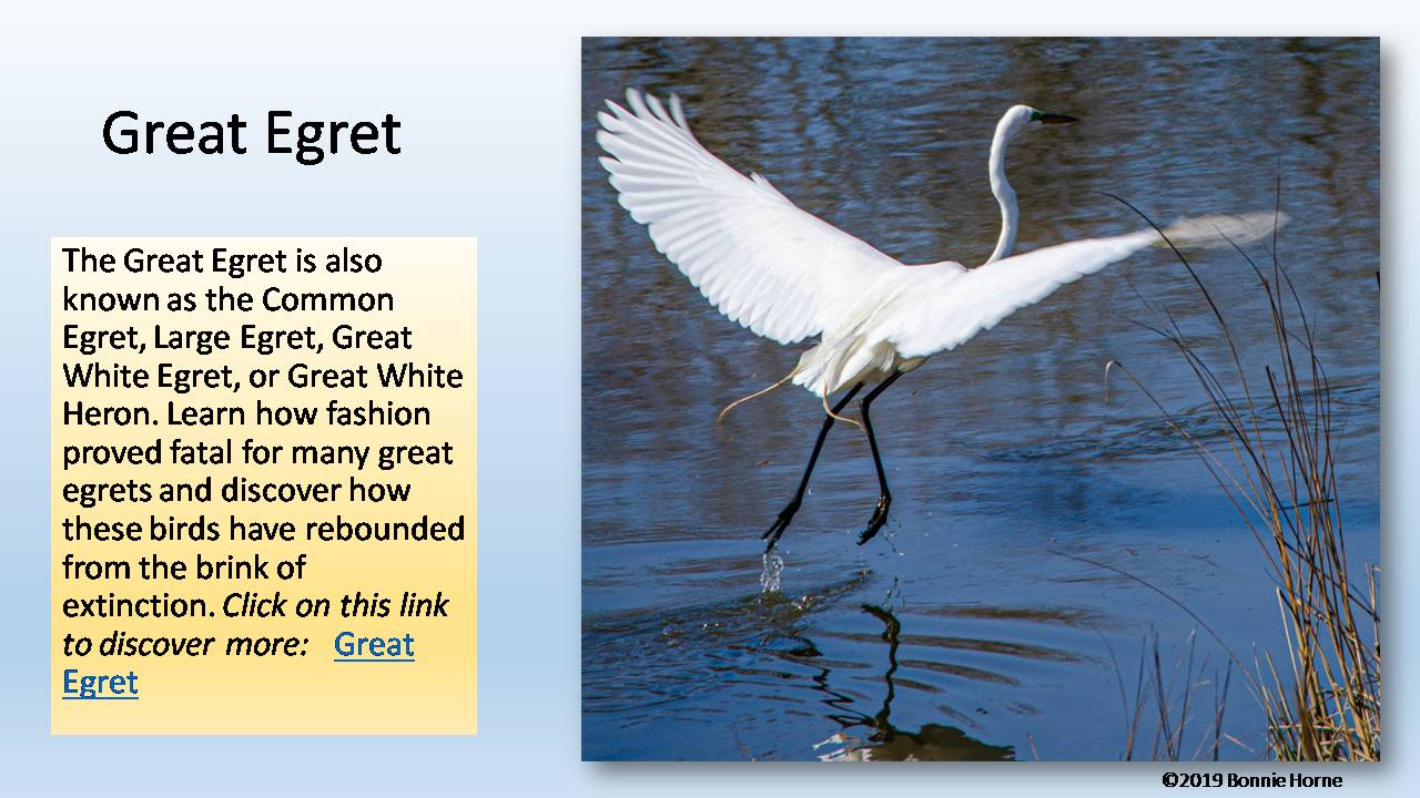 Great Egret