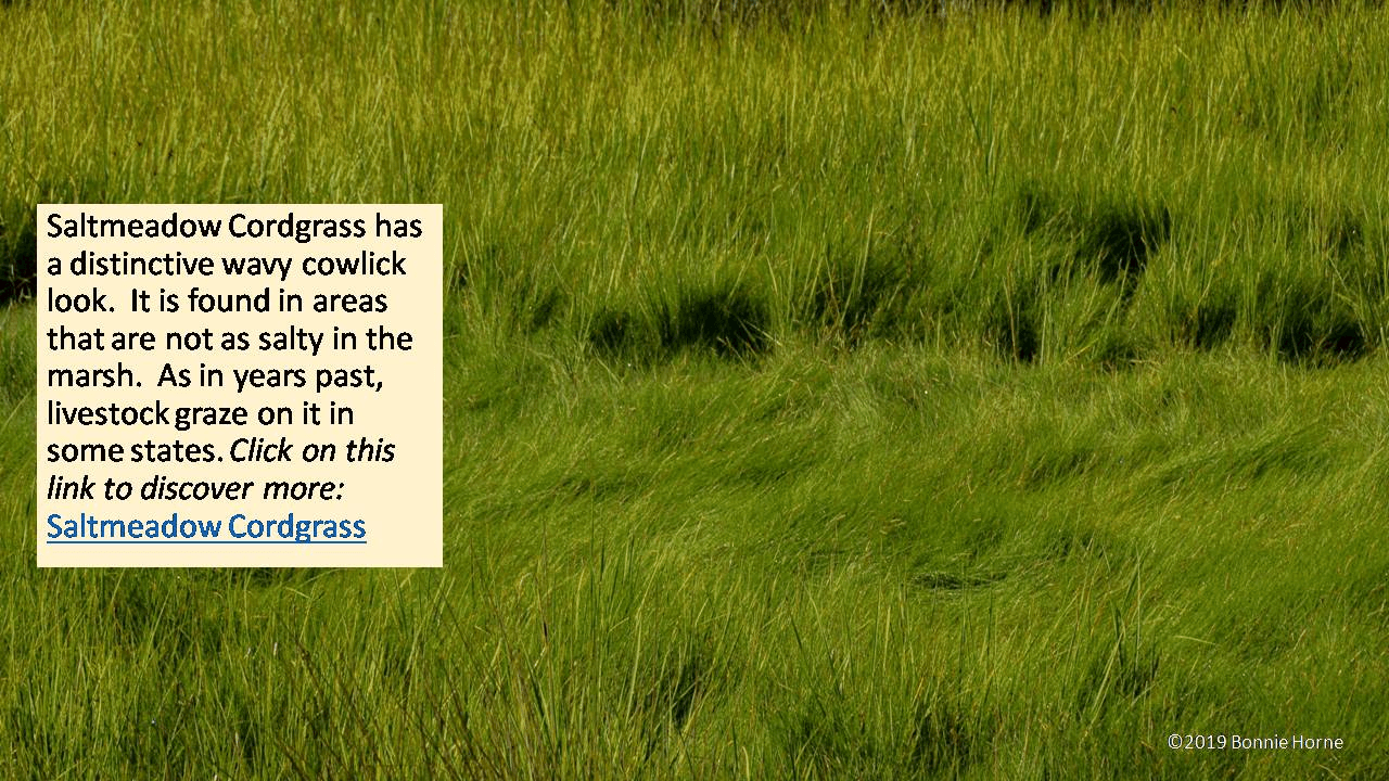 Saltmeadow Cordgrass
