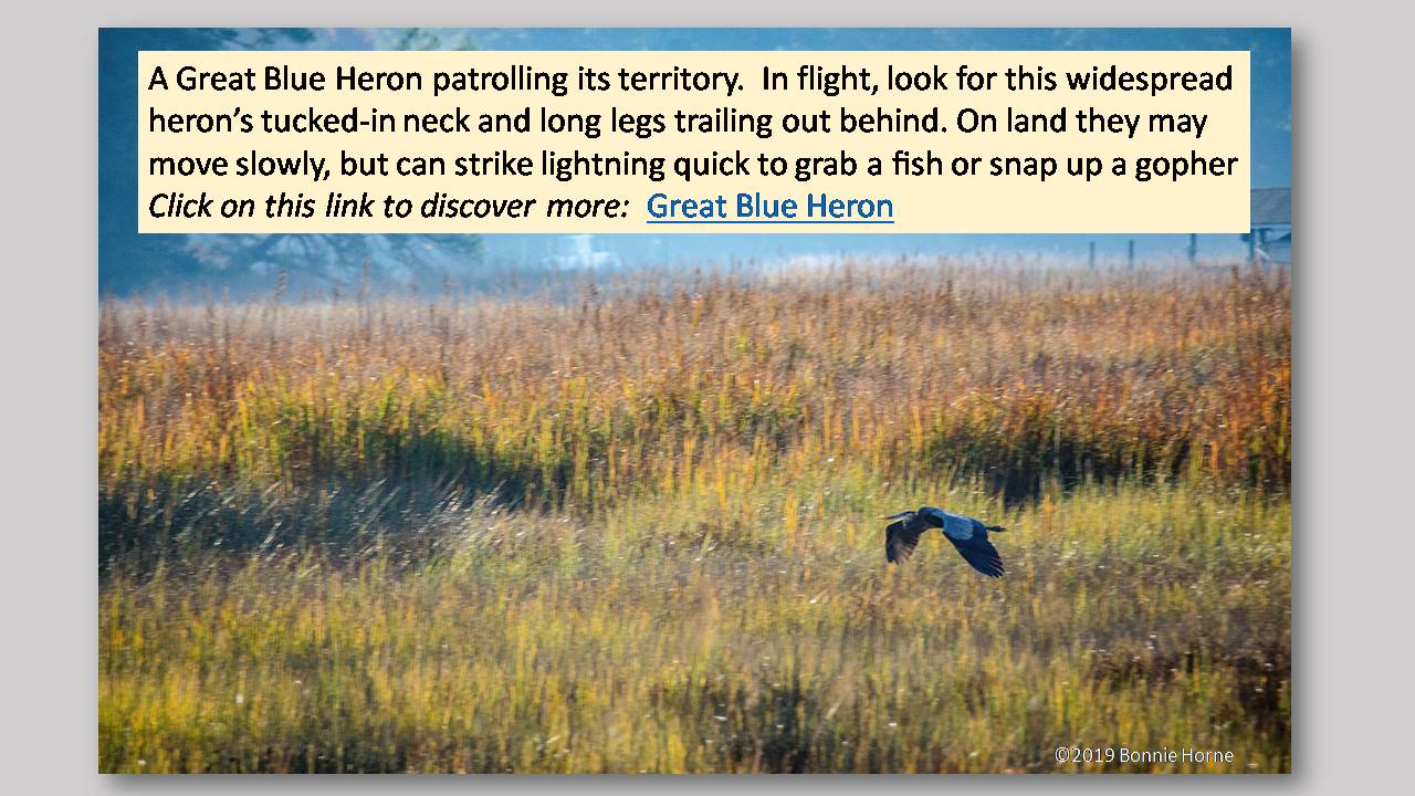 Heron Soaring