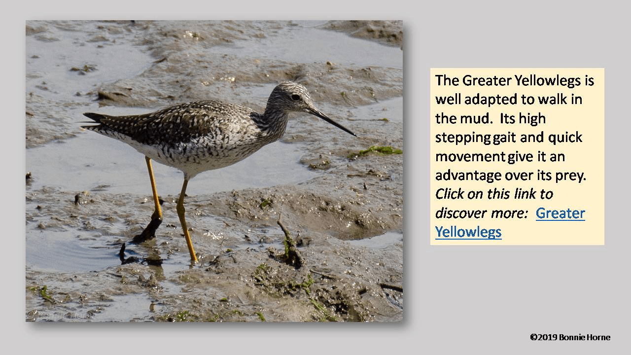 Yellowlegs Stepping