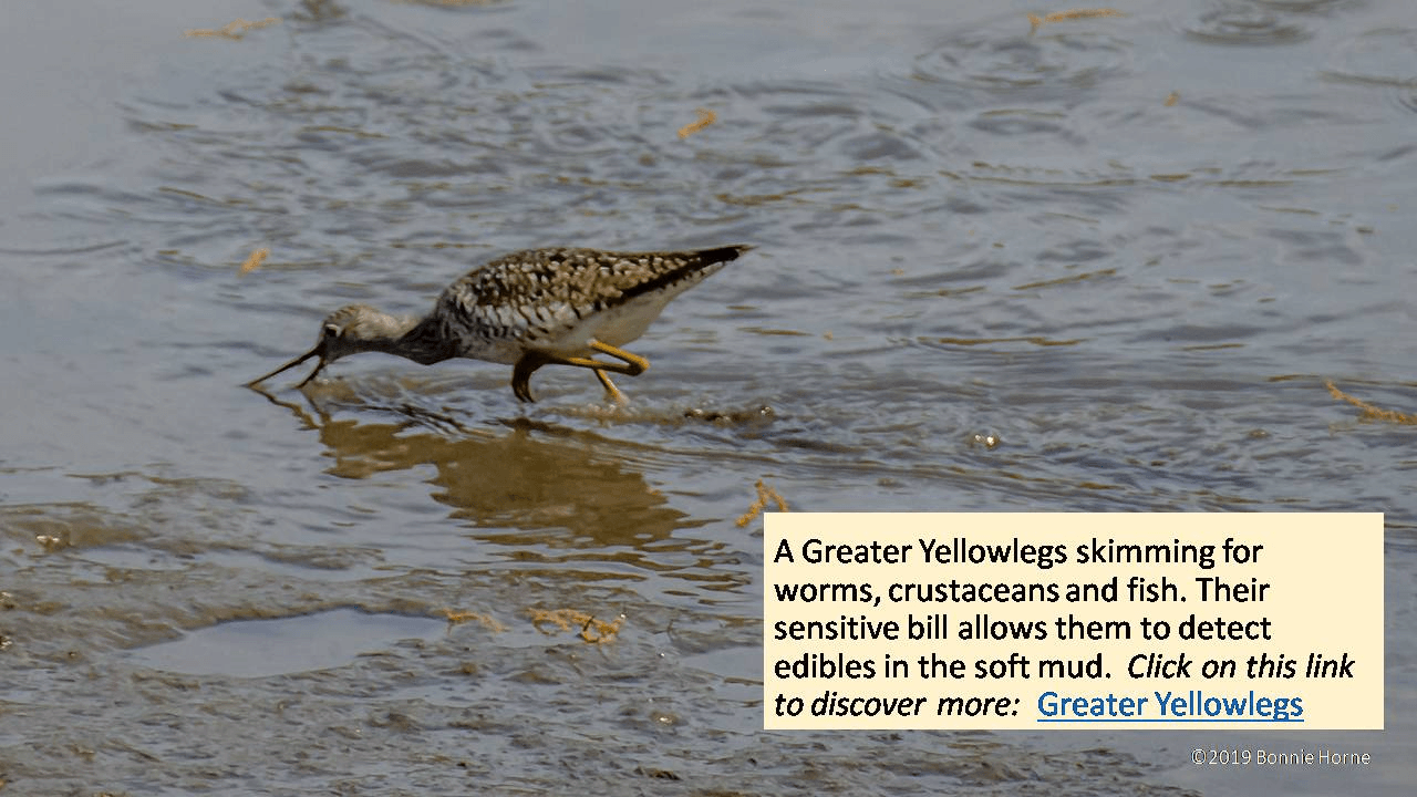 Yellowlegs Skimming
