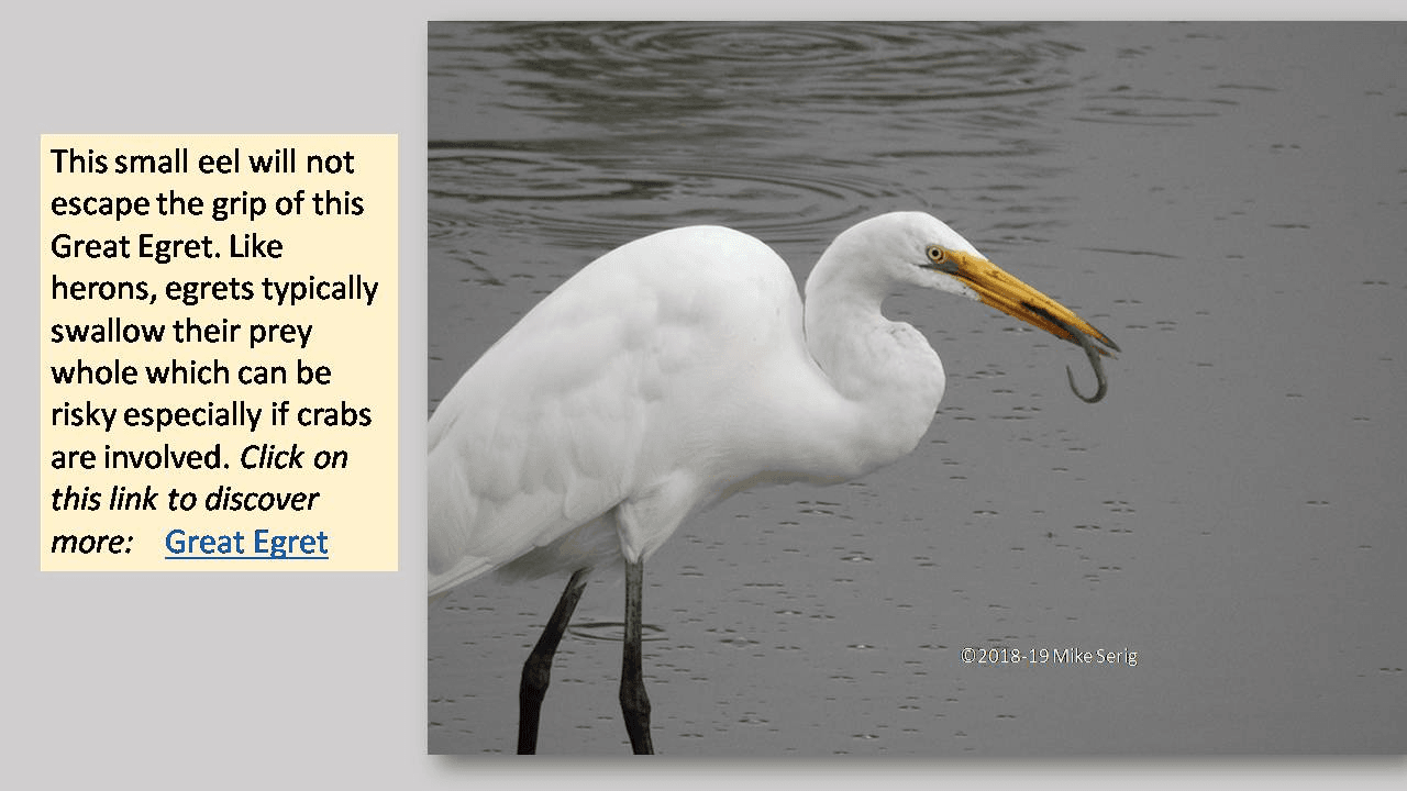 Egret Caught Eel