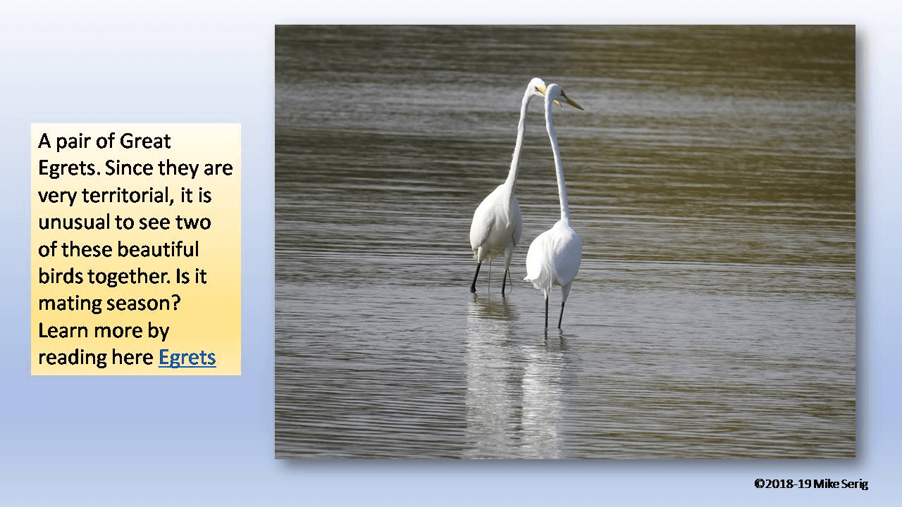 Egret Pair