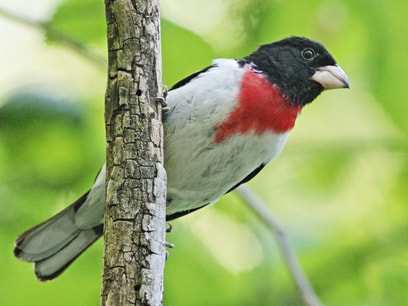 Rose Breasted Grosbeak