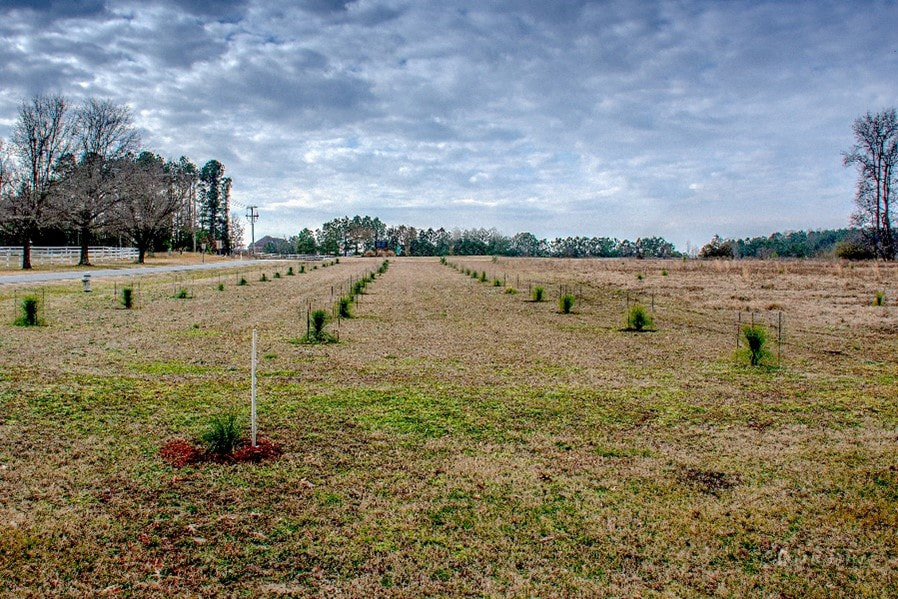 Grouping 2 - 47 trees along Jericho Road at the Cedar Entrance