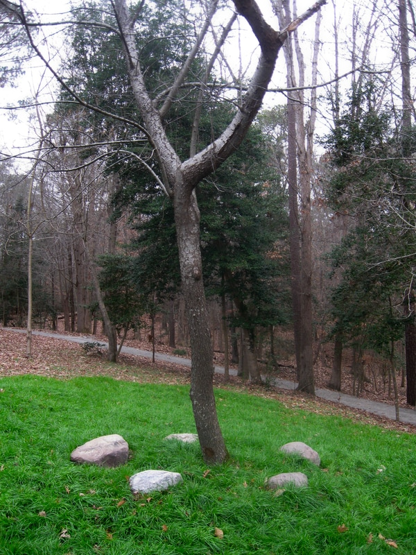 Tree Surrounded by Rocks