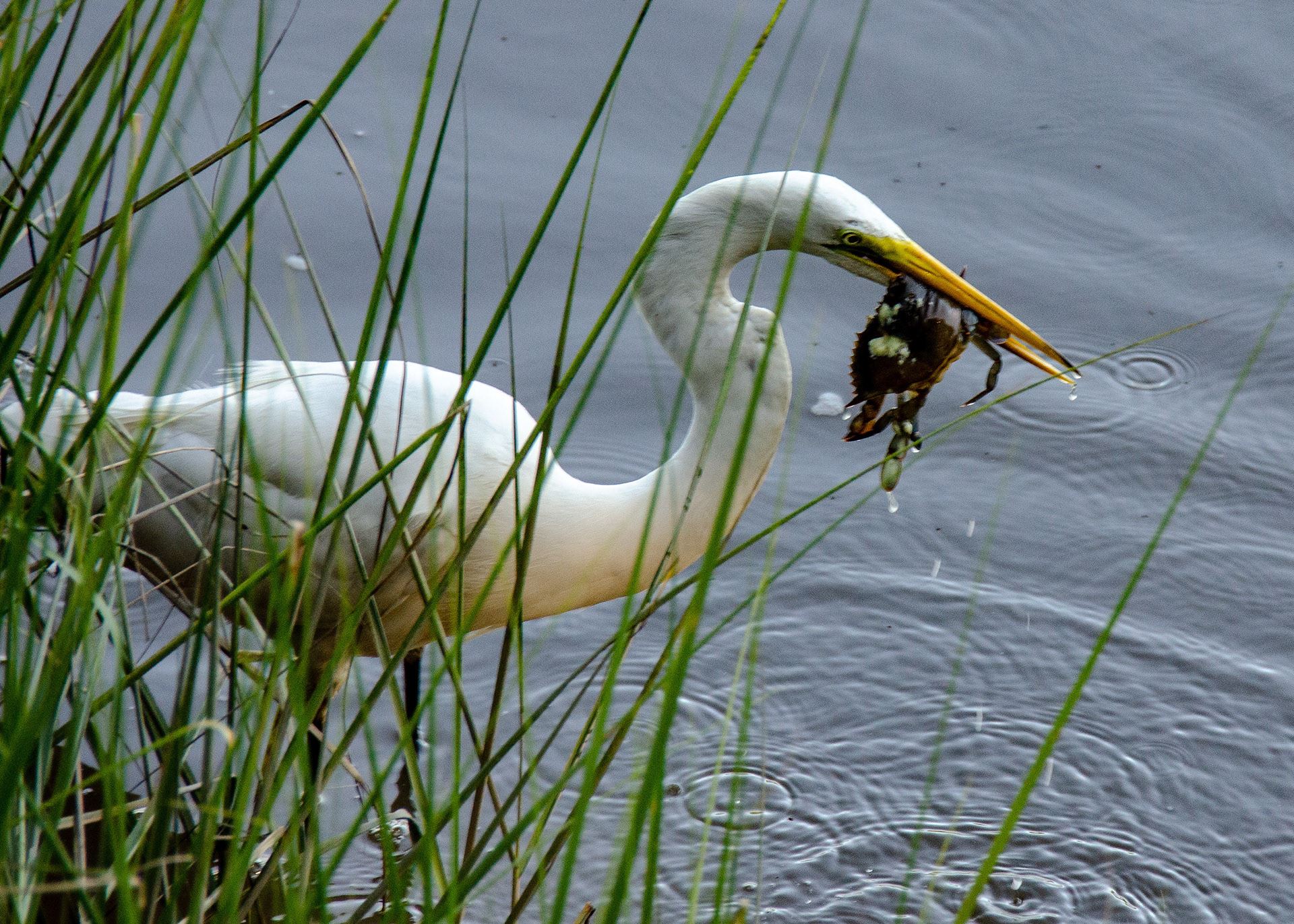 19-Egret and Blue Crab