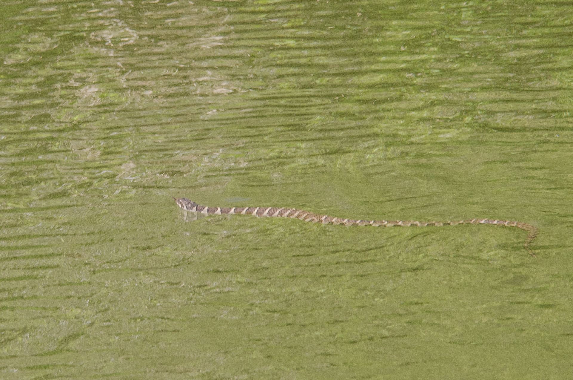 20-Northern Water Snake