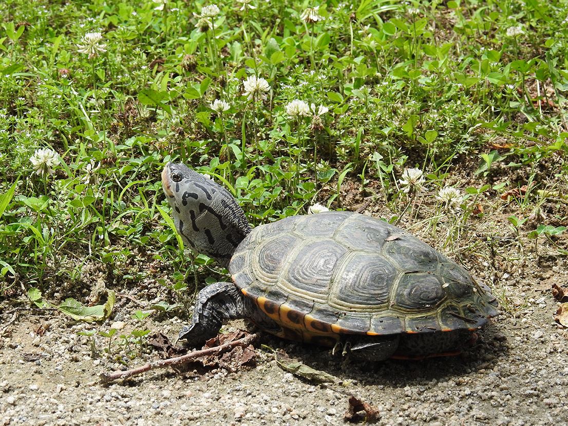 21-Diamondback Terrapin